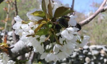 7 Days Gilgit-Baltistan Spring Blossom Tour