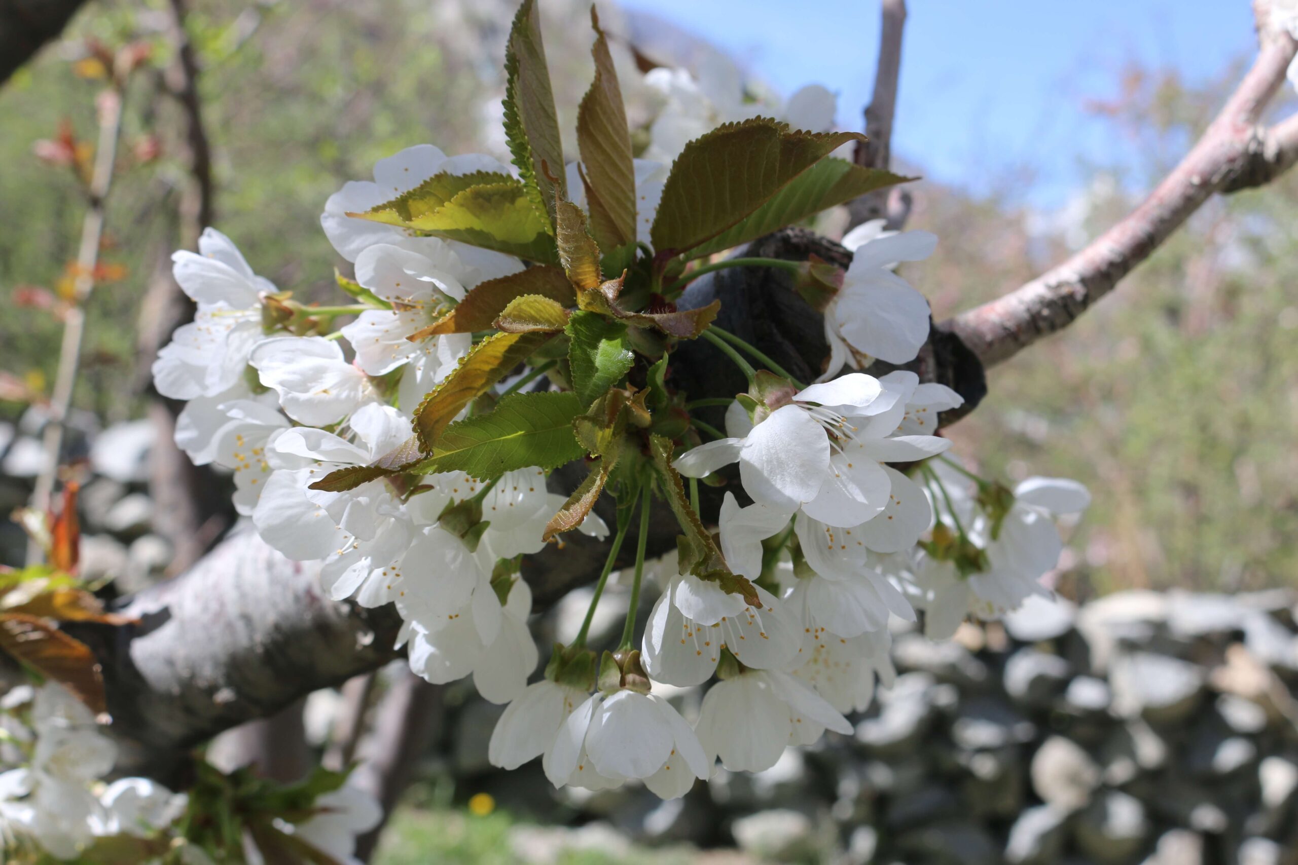 7 Days Gilgit-Baltistan Spring Blossom Tour