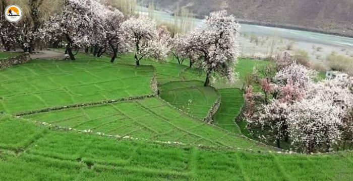 7 Days Gilgit-Baltistan Spring Blossom Tour Packages