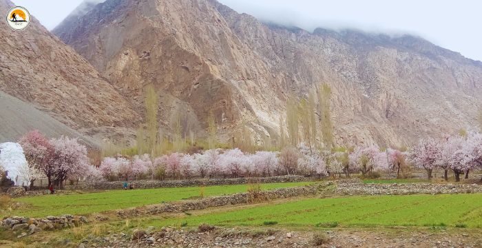 7-Day Gilgit-Baltistan Spring Blossom Tour Package: A Nature Lover’s Dream