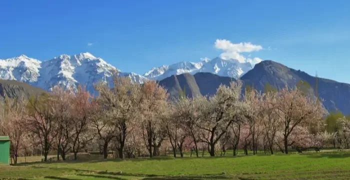 7-Day Gilgit-Baltistan Spring Blossom Tour Package: A Nature Lover’s Dream