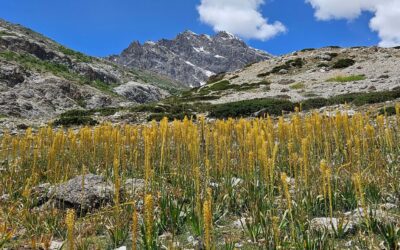 Hindukush Treks: A Guide to Trekking in Untouched Mountains of Pakistan