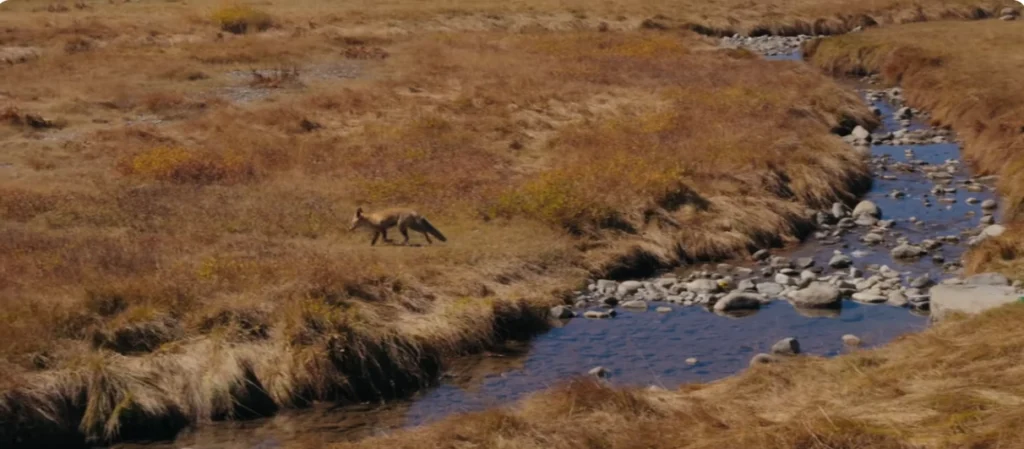 Deosai National Park Travel Guide – Complete Guide to Pakistan’s Land of Giants