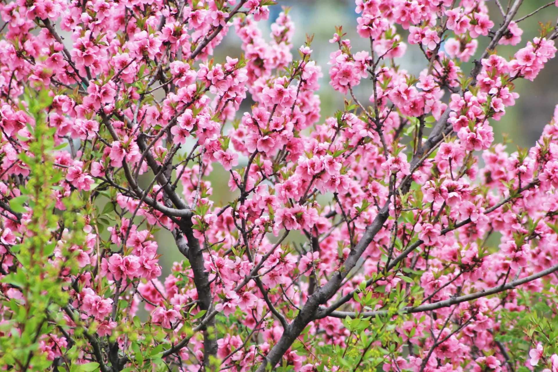 Seasonal Tours in Pakistan